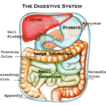 thedigestivesystem