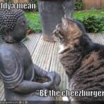 funny-pictures-cat-ponders-buddhas-teachings funny-pictures-cat-ponders-buddhas-teachings