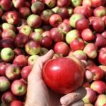 apples for weight loss apples for weight loss